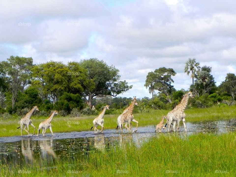 A herd of Giraffes crossing a body of water in Botswana 