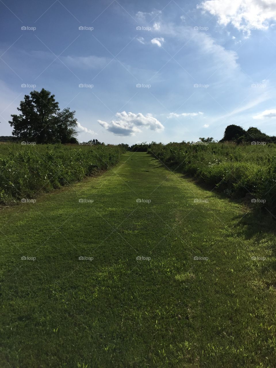 A velvet green path to the sky