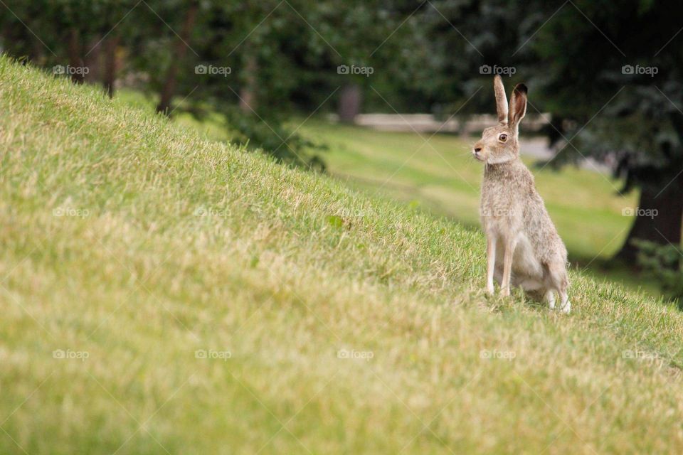 Wild rabbit in the hills.