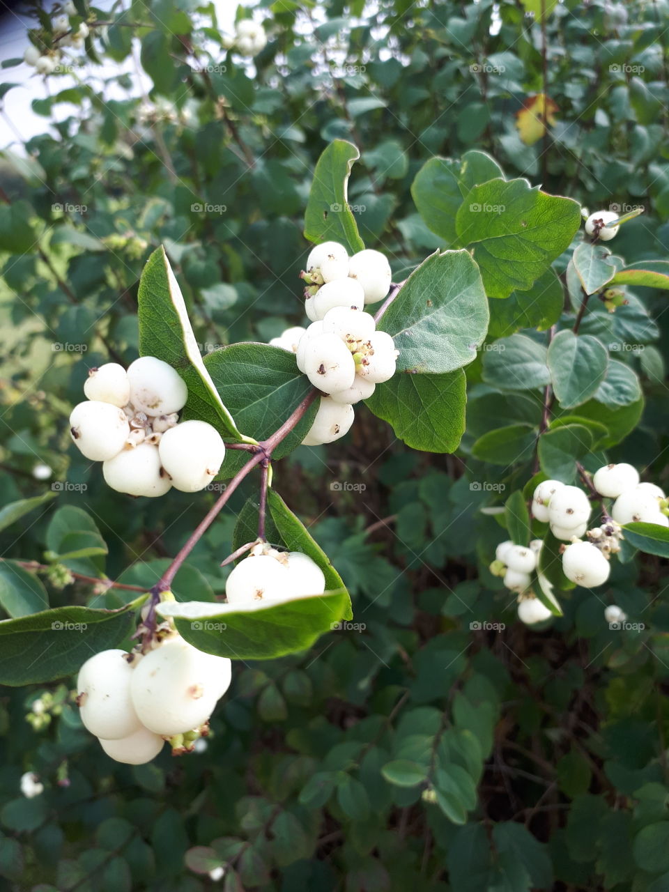 Nature, Leaf, Fruit, Tree, Outdoors