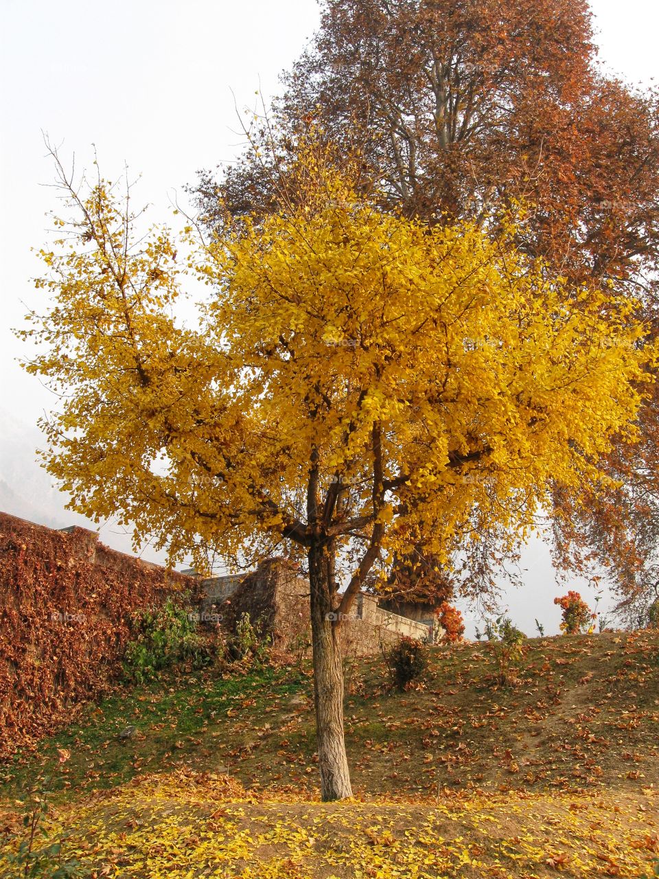 Yellow Leaves - Jinko-Biloba