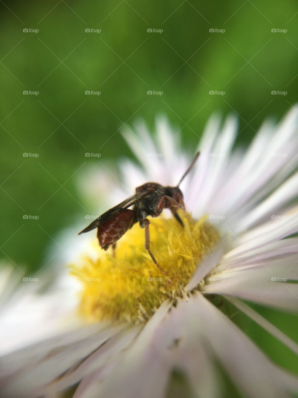 Insect on flower