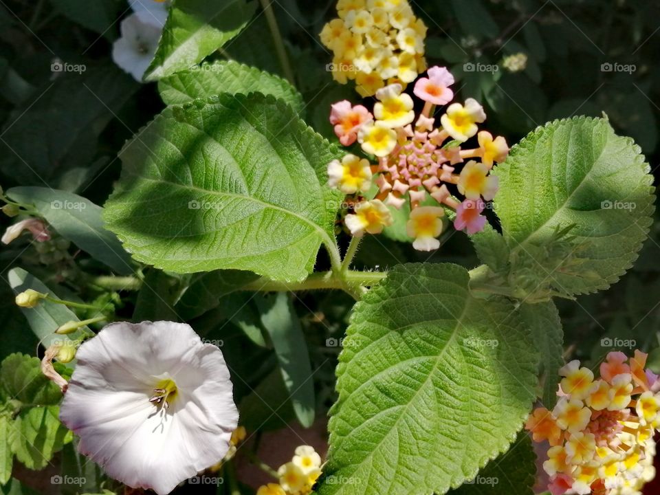 Beautiful white, yellow and pink flowers in the garden.