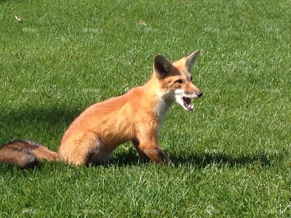 Fox on a golf course - 2