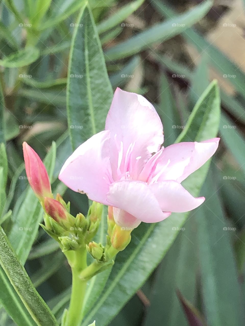 Flowers around everywhere, Countryside ( Thailand 🇹🇭