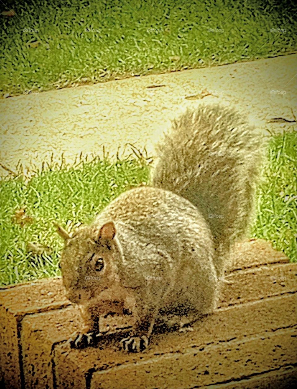 Morning Squirrel