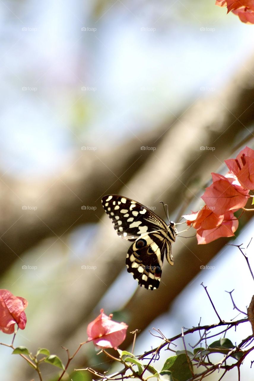 A close up shot of a yellow swallowtail butterfly 