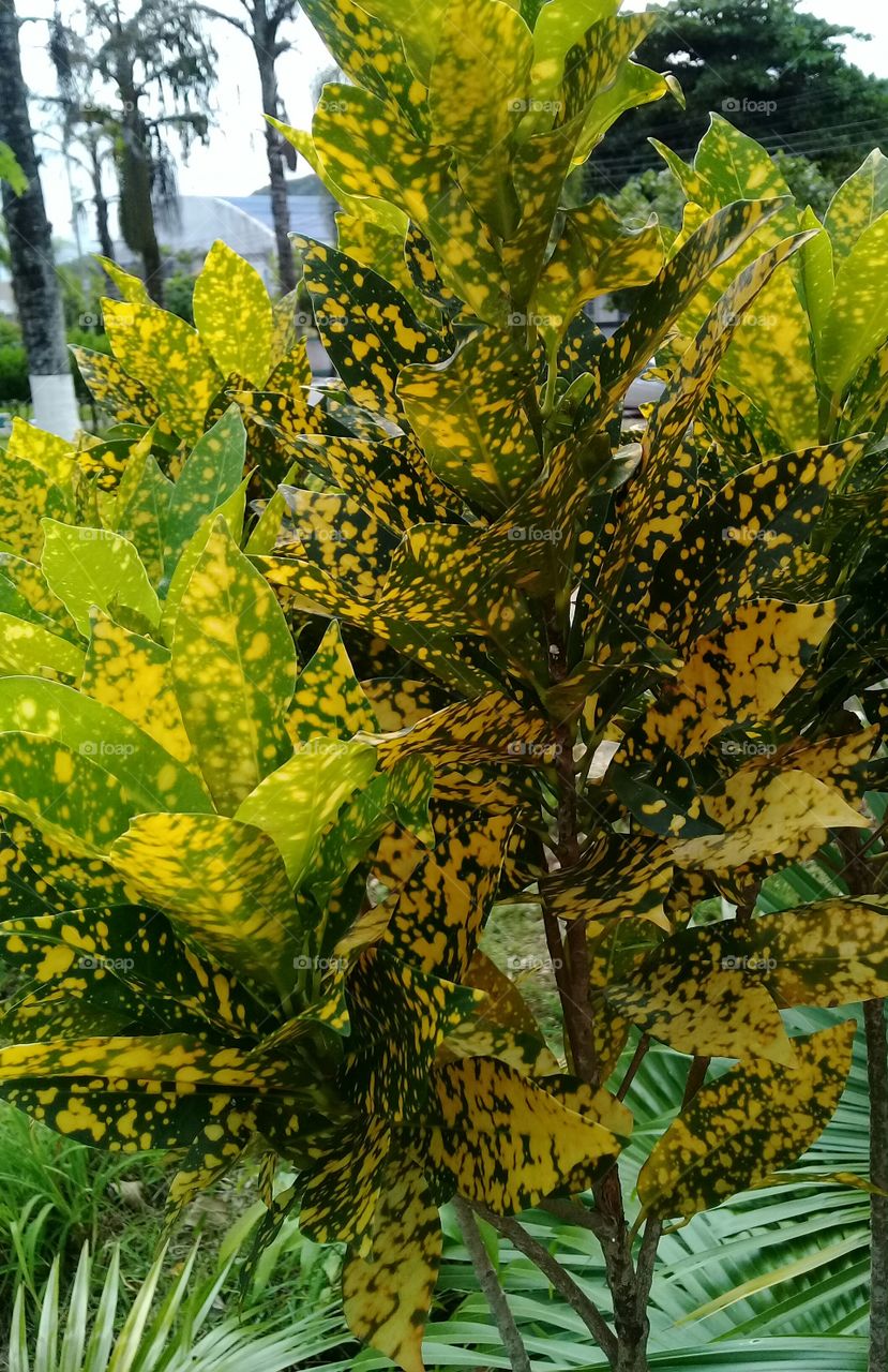 Croton foliage . Green and yellow