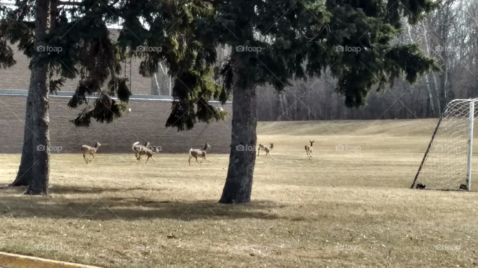 whitetail deer running across college campus