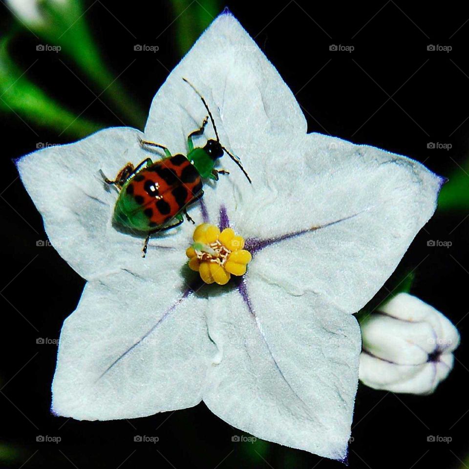 a lovely lady bug on the white flower