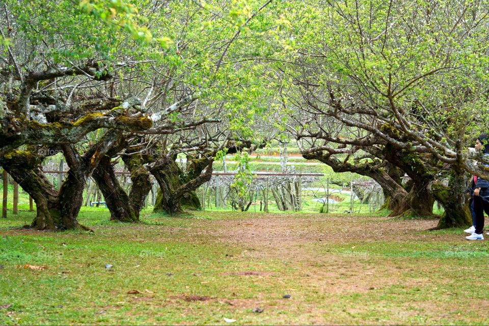 Tree, Nature, Wood, Landscape, Park
