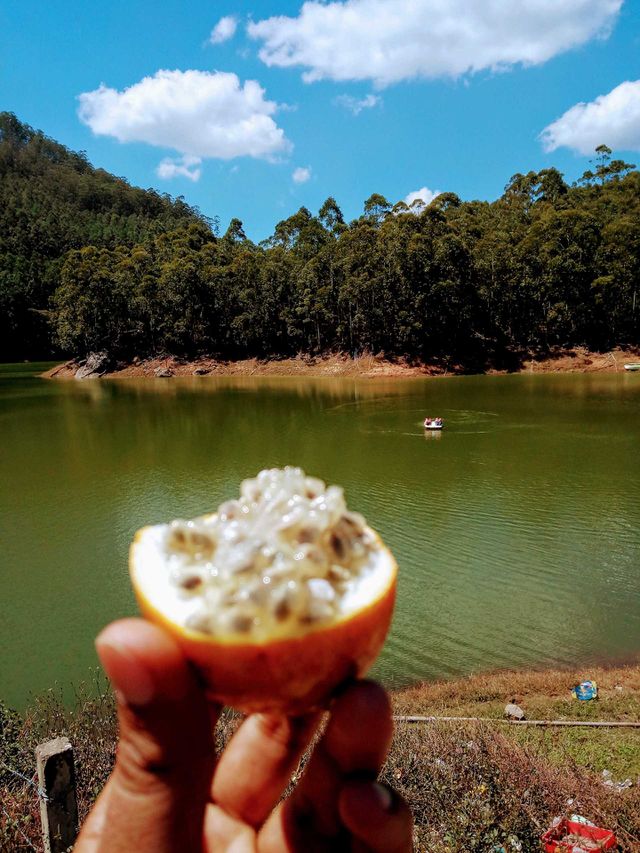 fruit