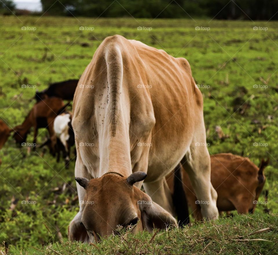 A cow who is eating a grass
