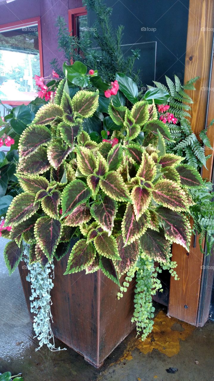 Beautiful summer flowers so colorful and eye-catching coleus