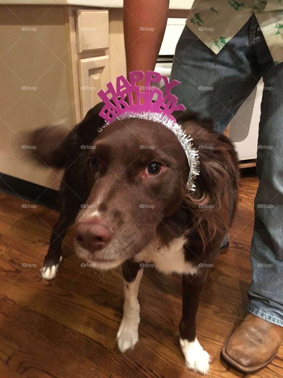 Our sweet part border collie rescue dog wearing a birthday hat to celebrate my birthday. 