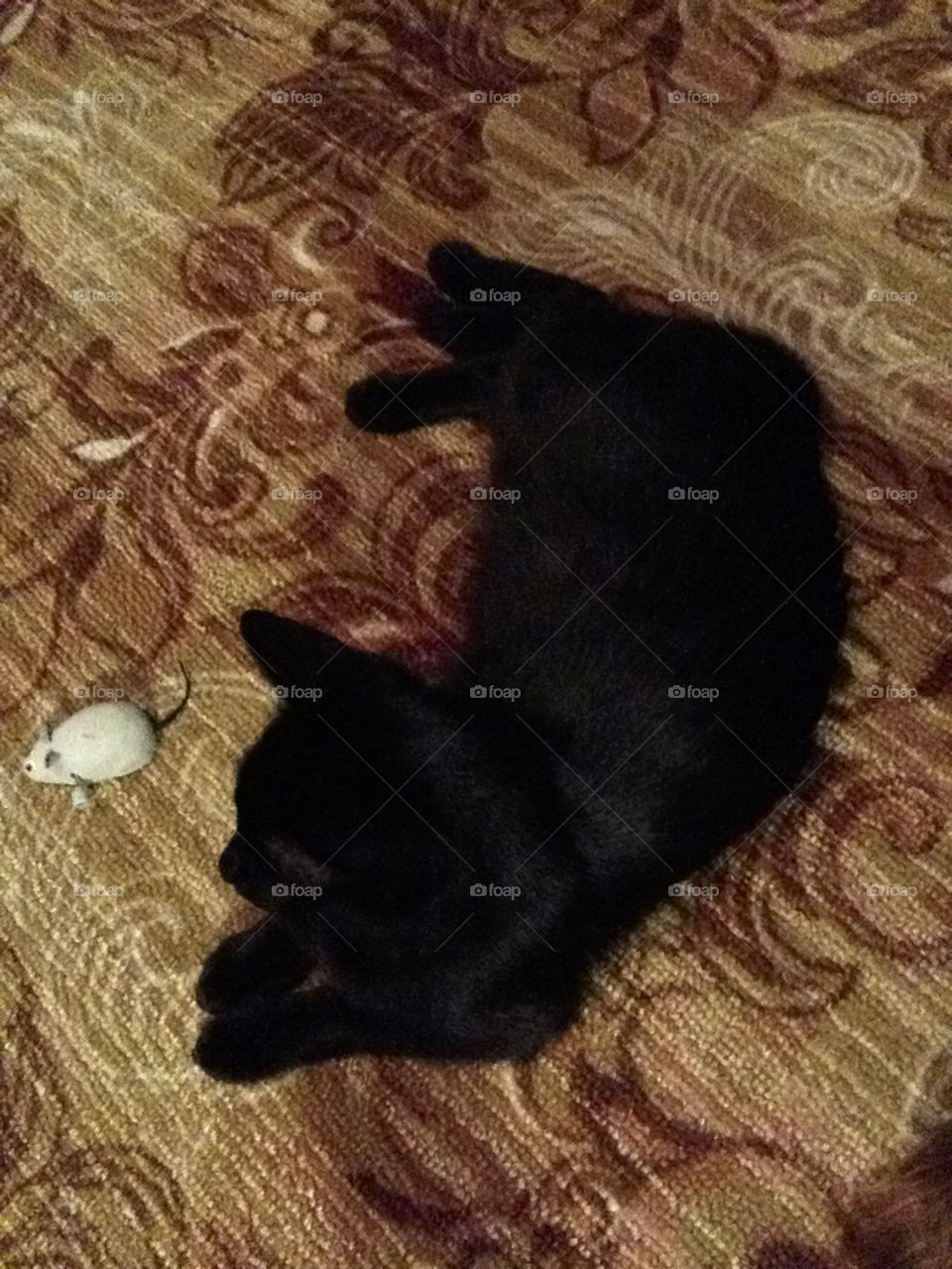 Black cat lying on the carpet in the room