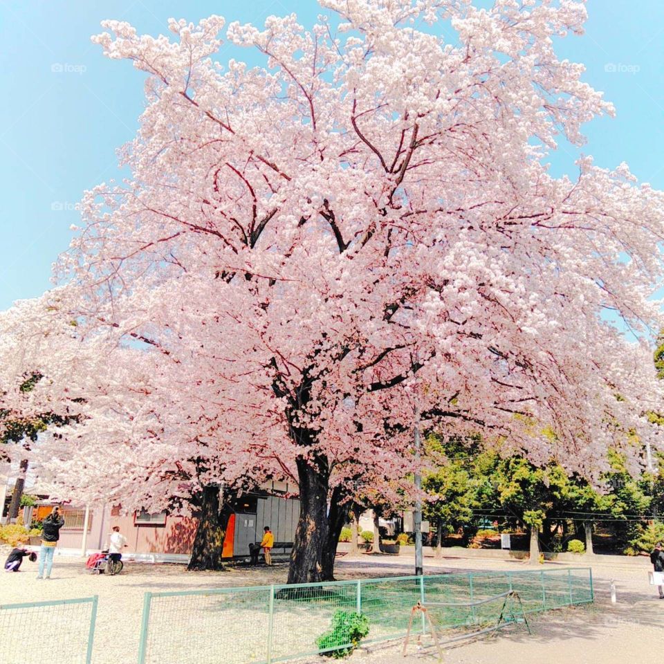 Sakura tree Japanese cherry blossom 