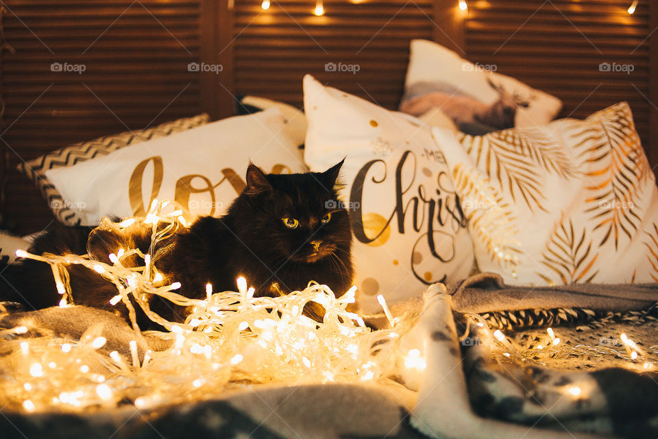 Christmas cat on garland