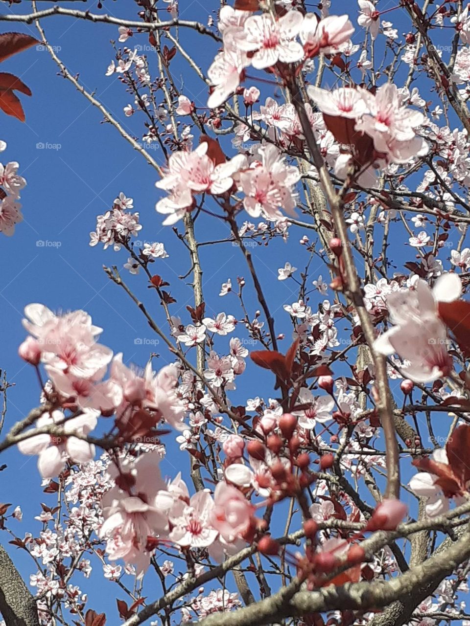 flores de primavera