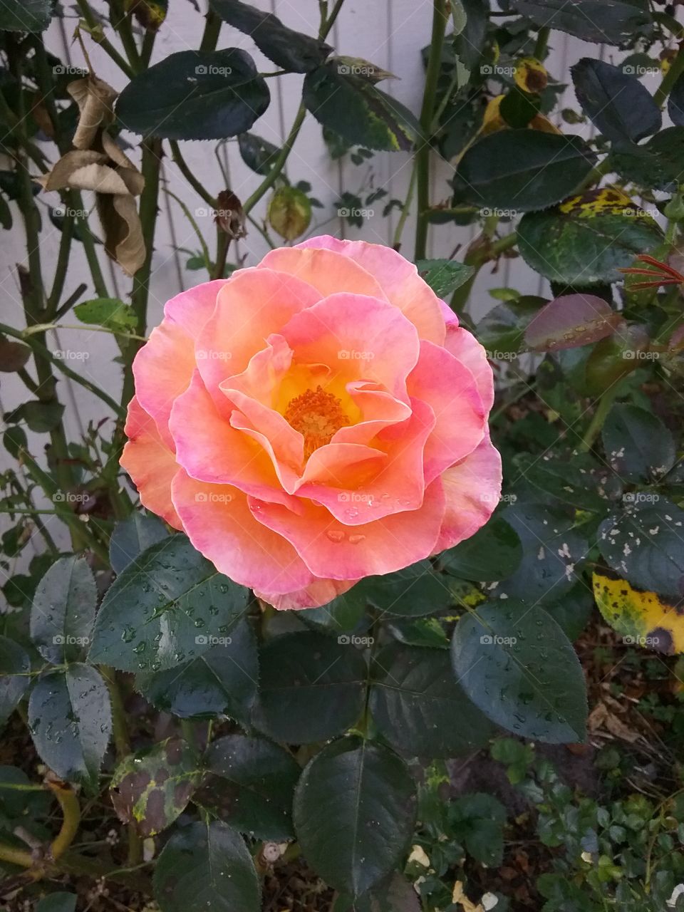 yellow to pink rose
