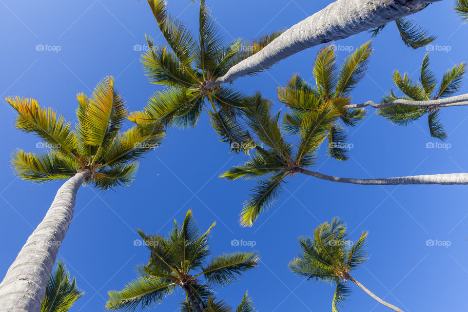 Tropical palm trees, view looking up. Summer vacation.