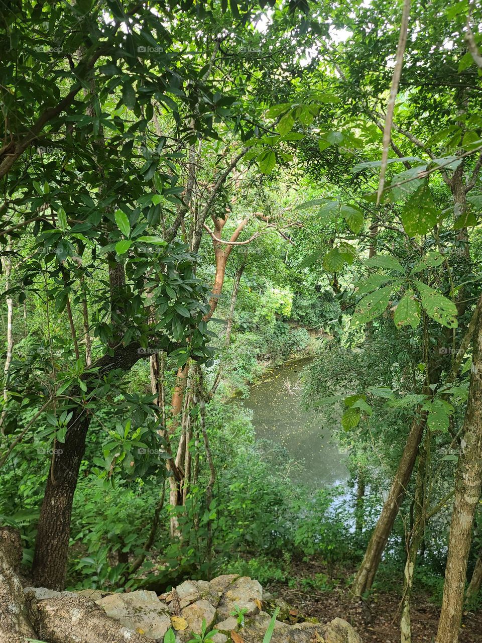 Natural Cenote,Mexico,Yucatan