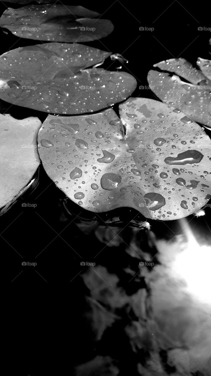 Lilly pads in black and white