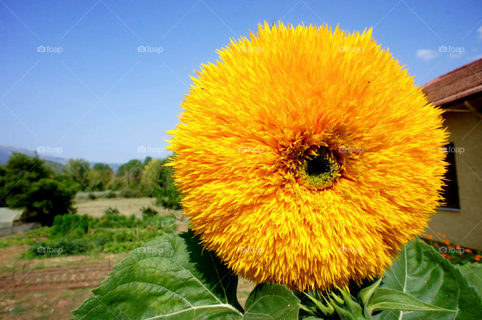 Sun flower