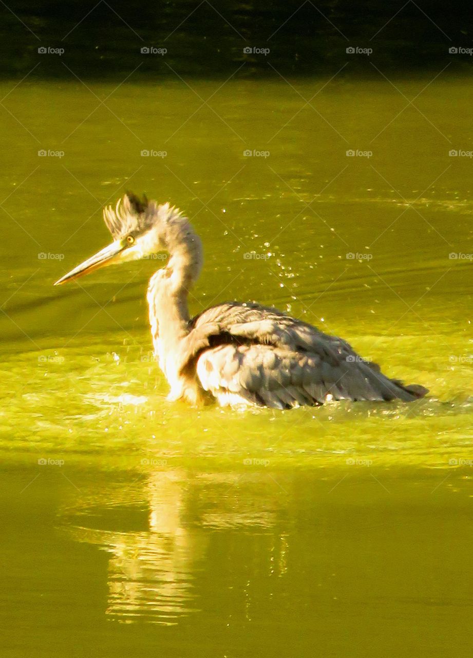 heron bathing