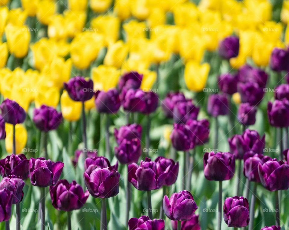 lavender flower in bloom

When you see all these tulips, you can’t help but take a few photos.