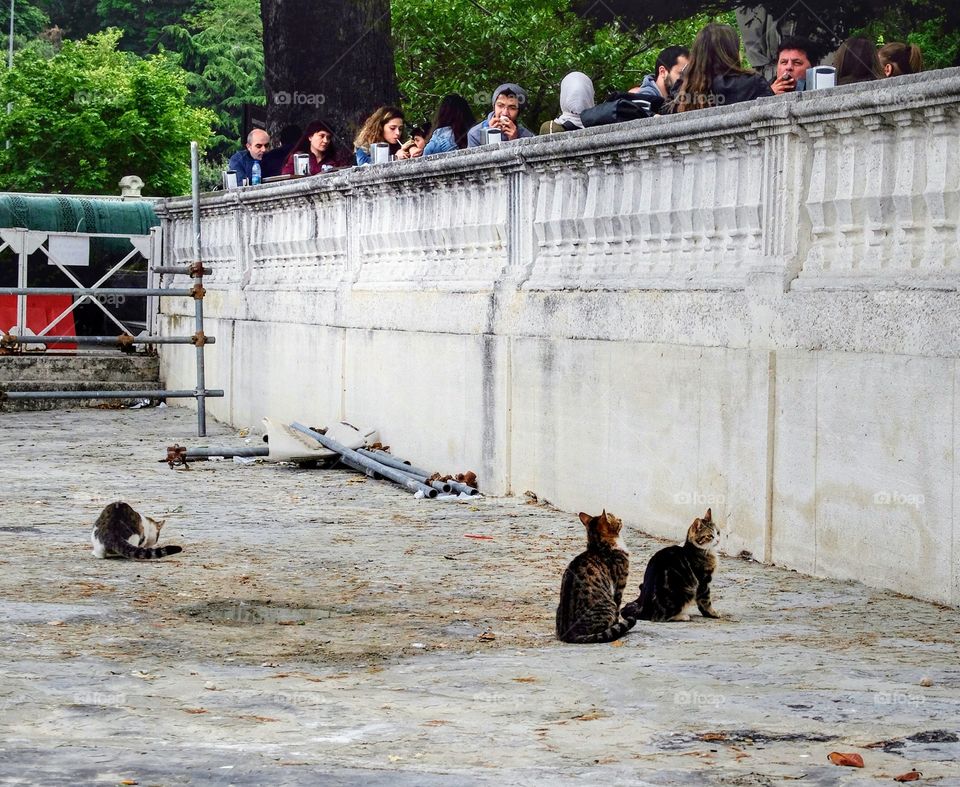 Begging cats.