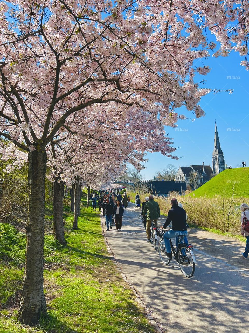 Under the Japanese cherry trees in Denmark 