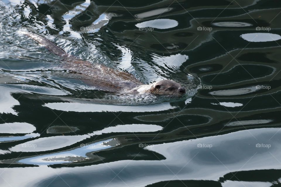 Otter swimming in the ocean 