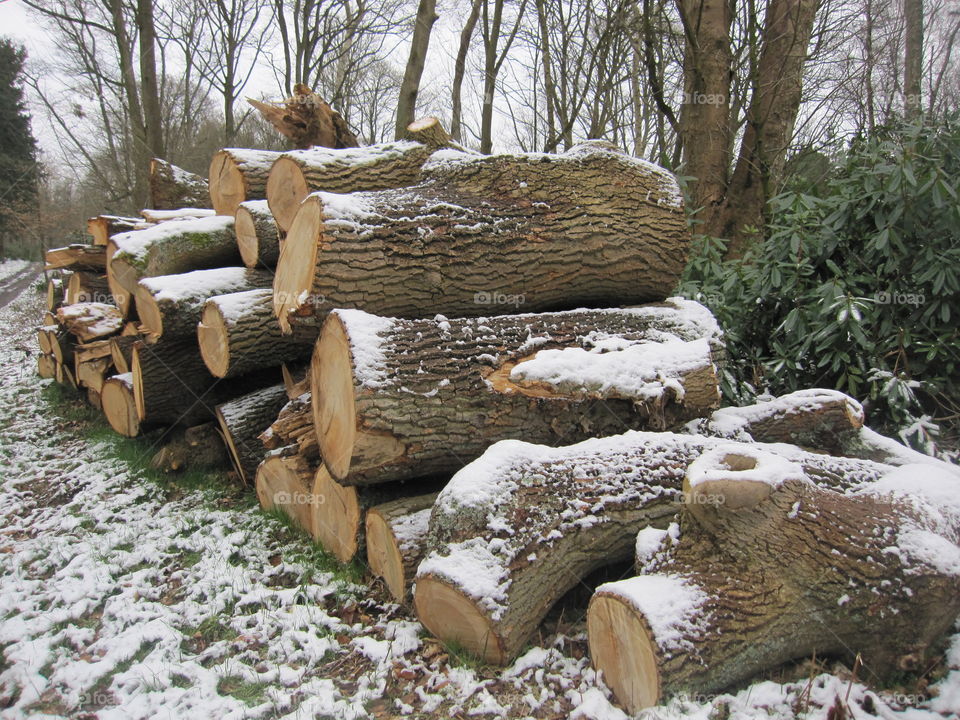 Snow On Logs