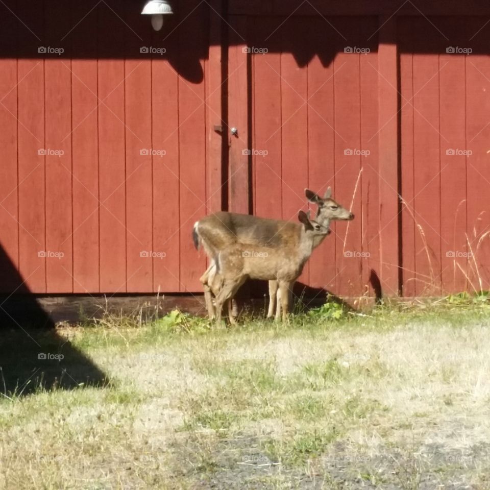 Momma and baby deer with red barn