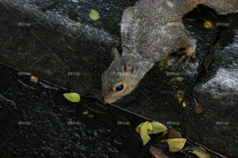 squirrel