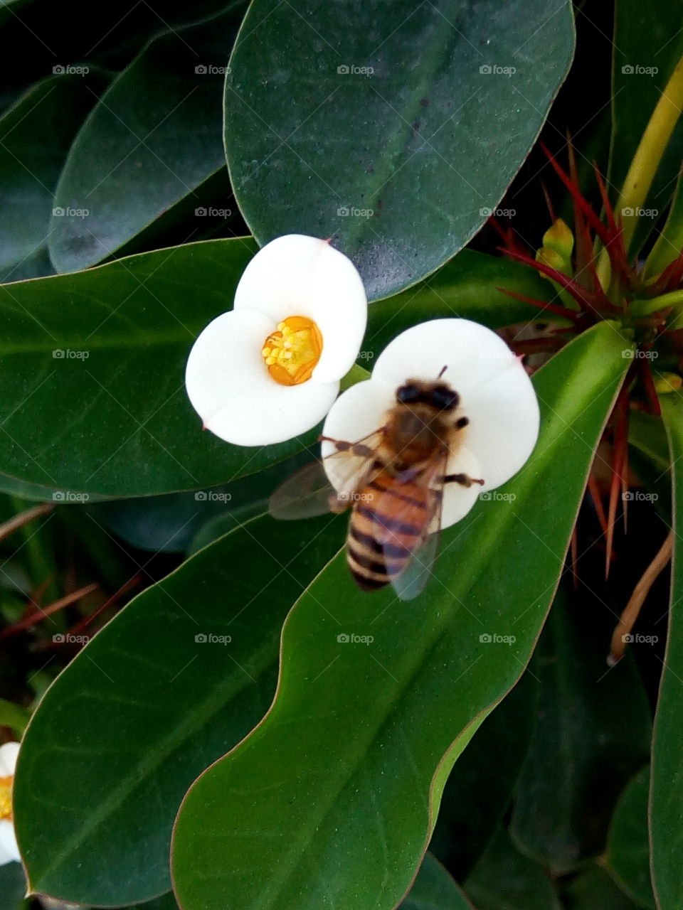 bee on the  nectar trail