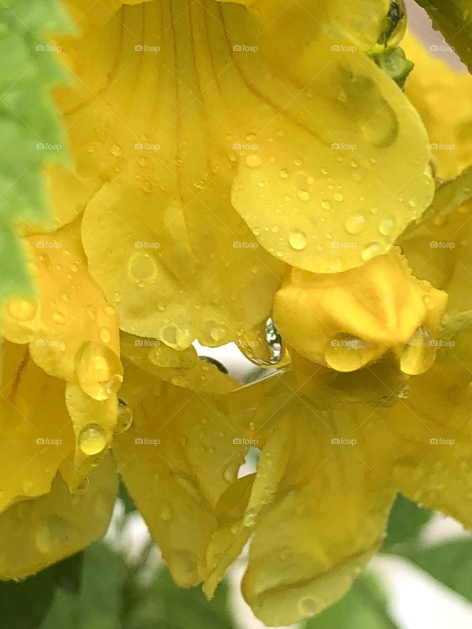 Yellow flower in rain