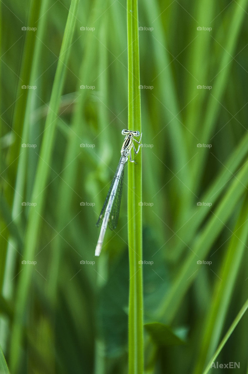 Firefly on a leaf