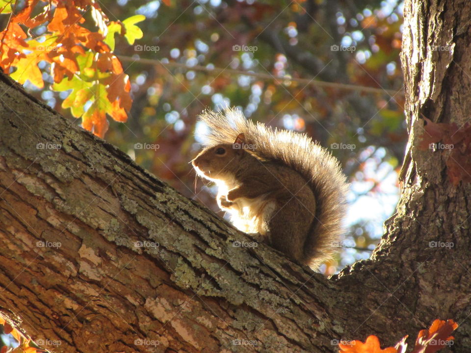 Autumn