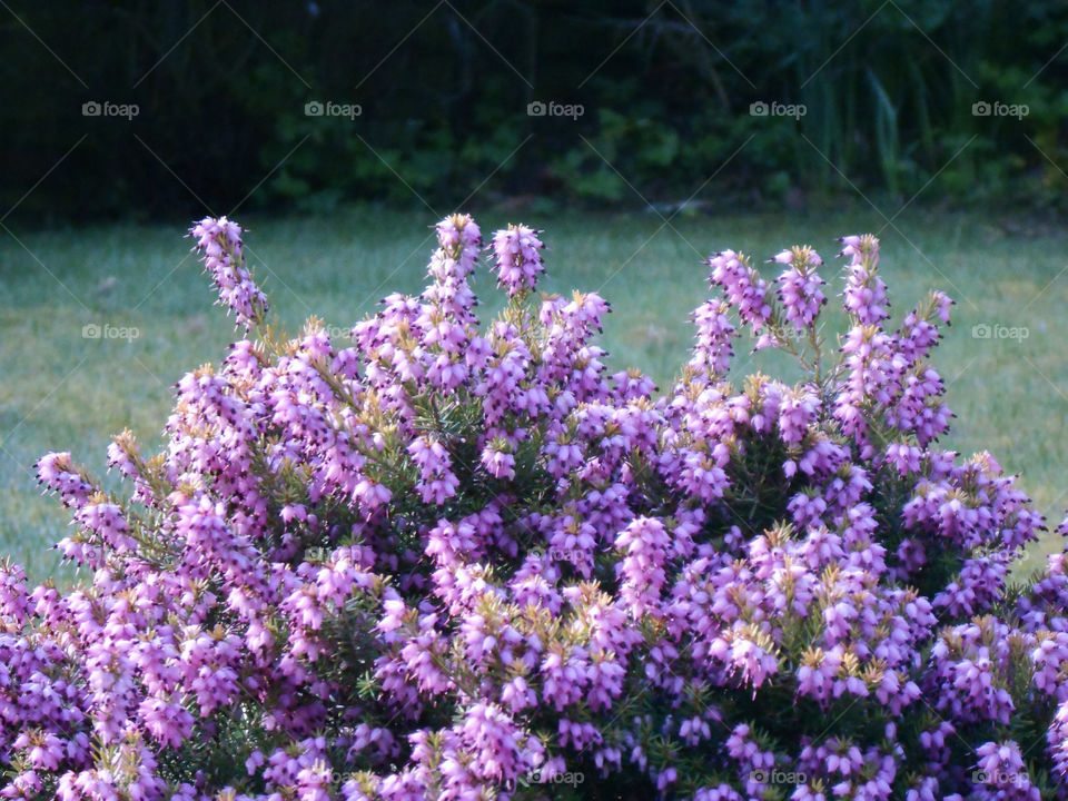 Heather Flowers in a garden