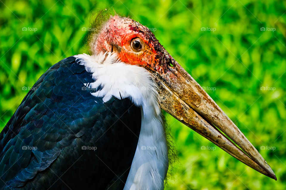 Marabou Stork, imperfect perfection