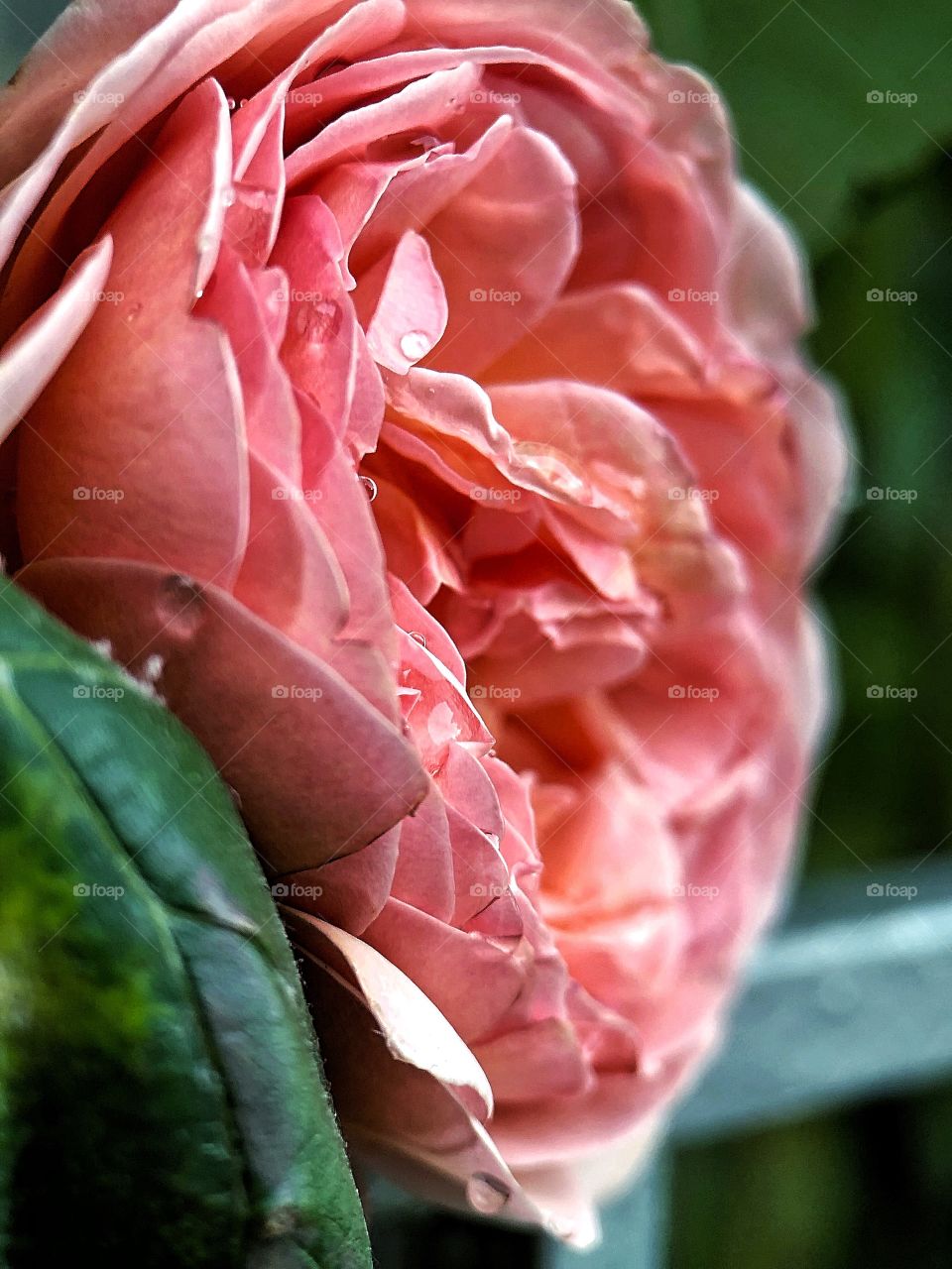 A close up of a pink peony rose