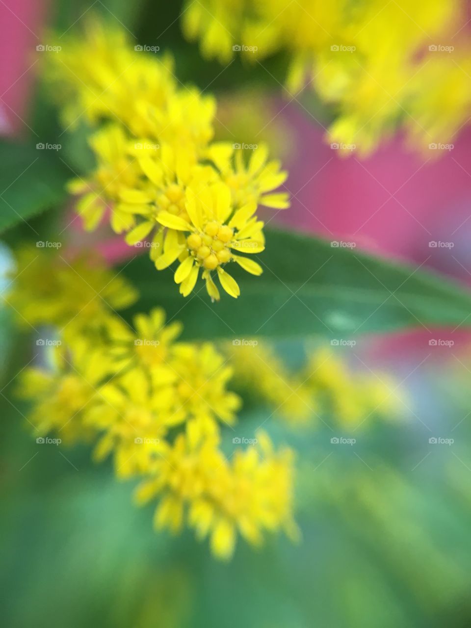 Goldenrod