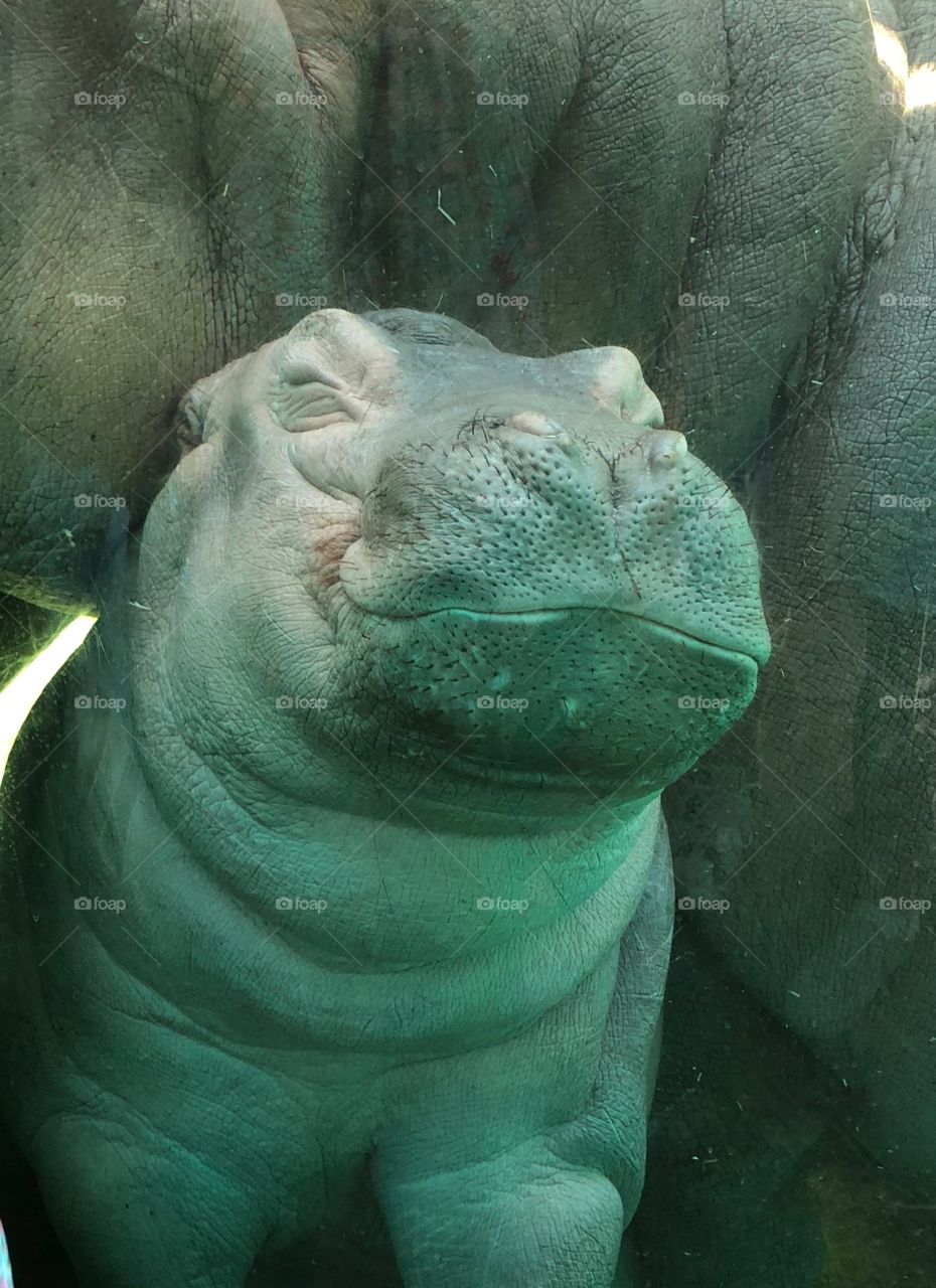 Tony the baby hippo 