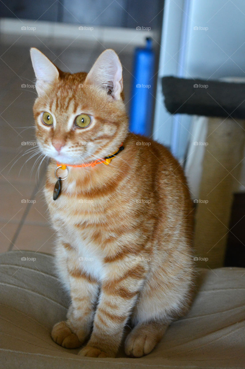Ginger cat looking and paying attention with something in front of it.