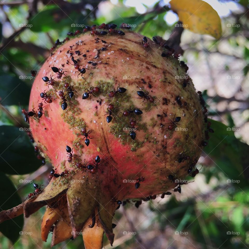 Ants & pomegranate 