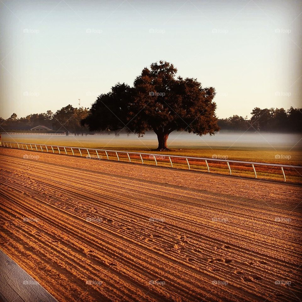 Trees in landscape