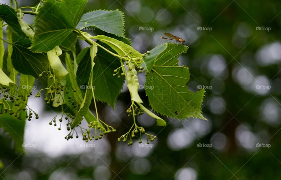 Perfect Imperfections 