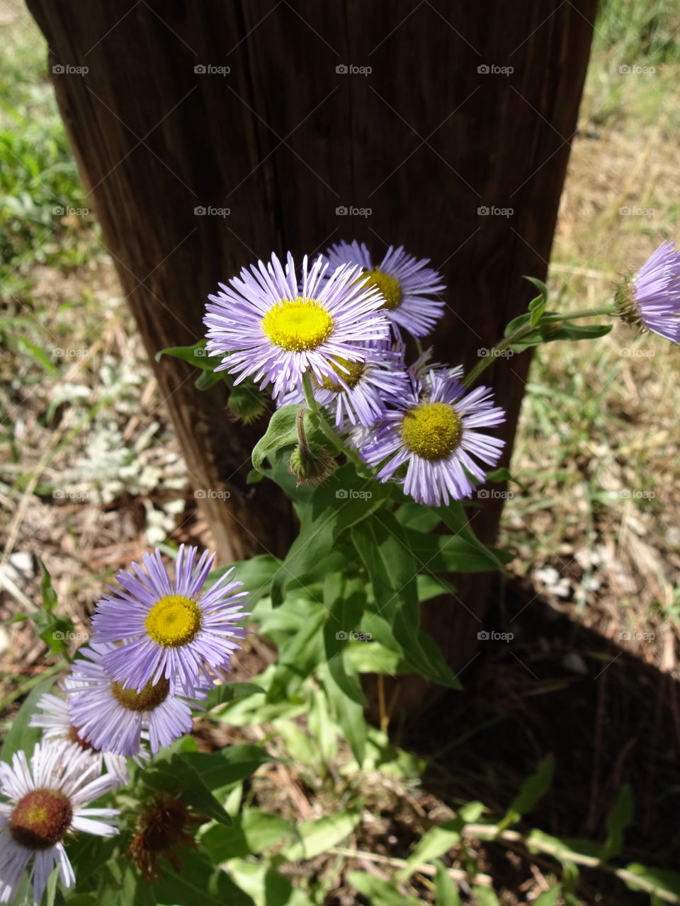 meadow flowers